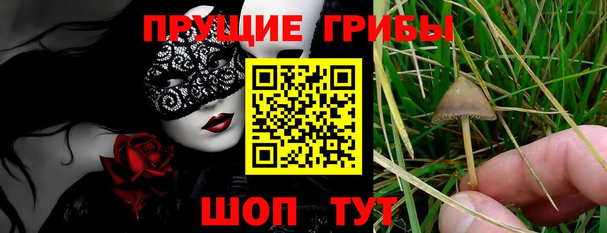 Миасс  Псилоцибиновые грибы мицелий  Вход с VPN 
